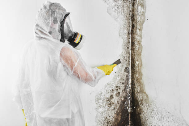 Best Local Mold Removal Service  in Meadowlakes, TX