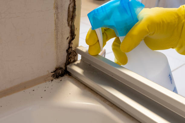 Best Best Mold Removal Companies  in Meadowlakes, TX