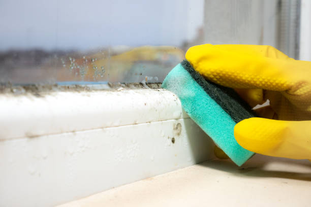 Best Affordable Mold Removal  in Meadowlakes, TX