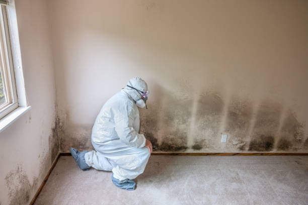 Best Commercial Mold Removal  in Meadowlakes, TX
