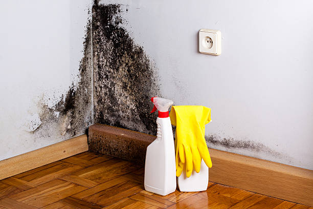 Reliable Meadowlakes, TX Mold Removal Solutions