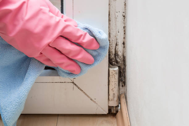 Best Mold Remediation  in Meadowlakes, TX
