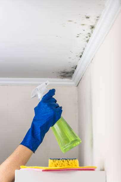 Best Professional Mold Removal  in Meadowlakes, TX